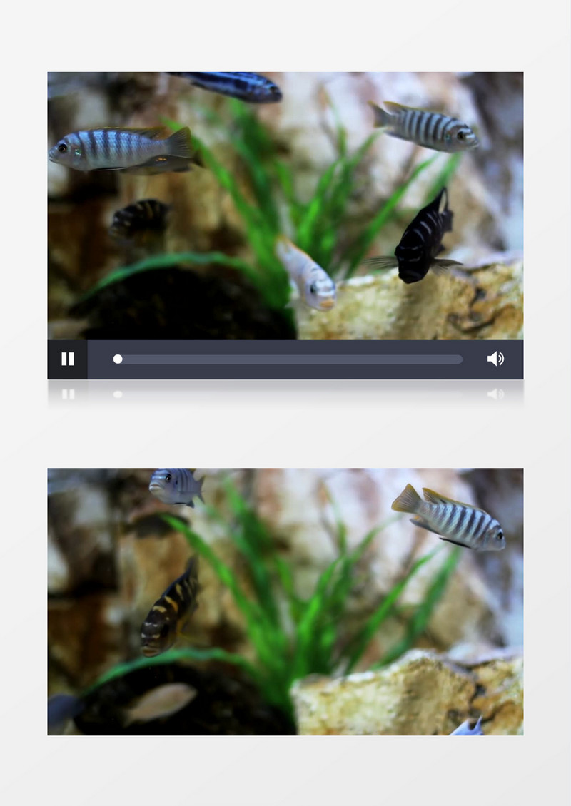 鱼缸里的各种颜色小鱼实拍视频素材