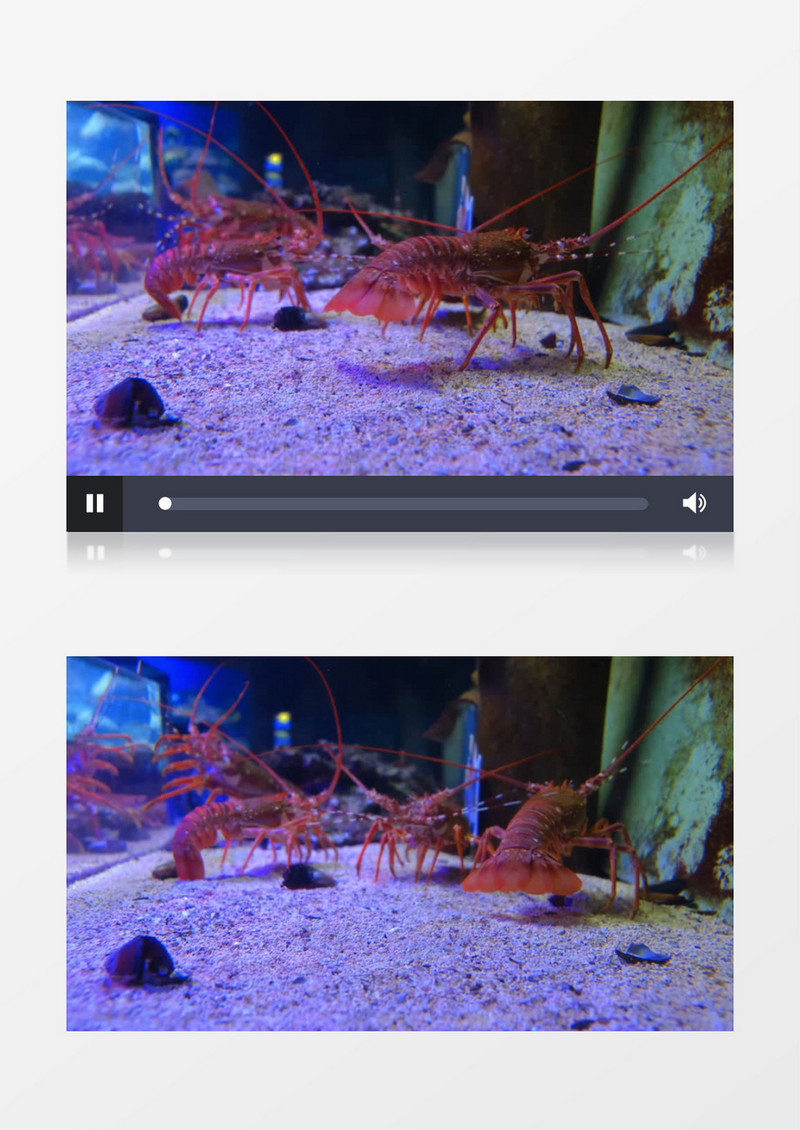 在水缸里的小龙虾实拍视频素材