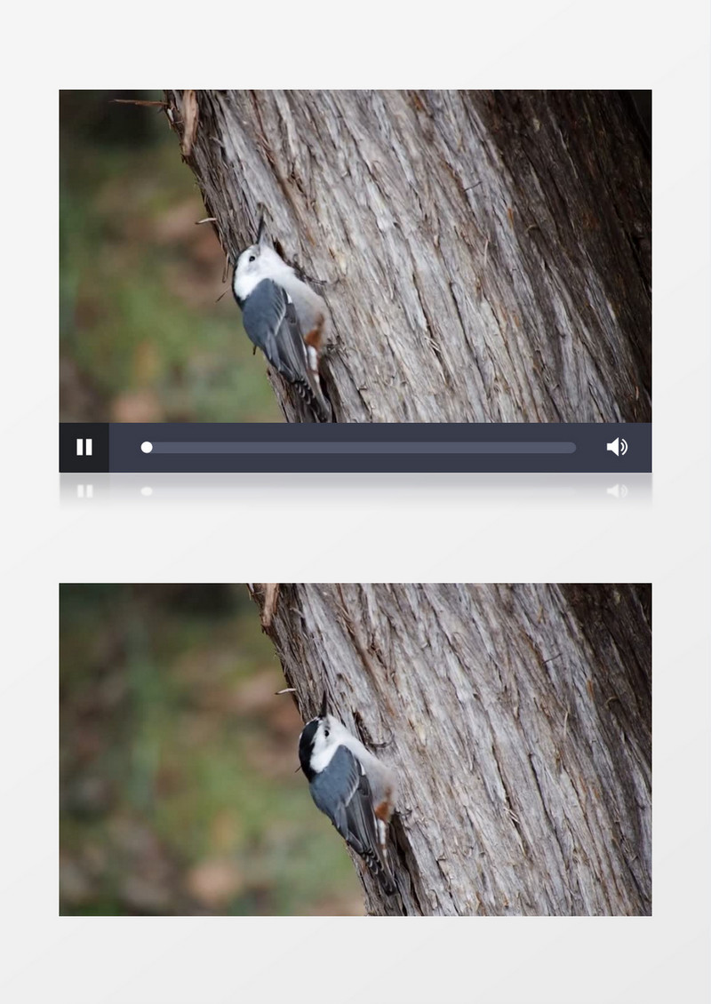 小啄木鸟在树上找虫子吃实拍视频素材
