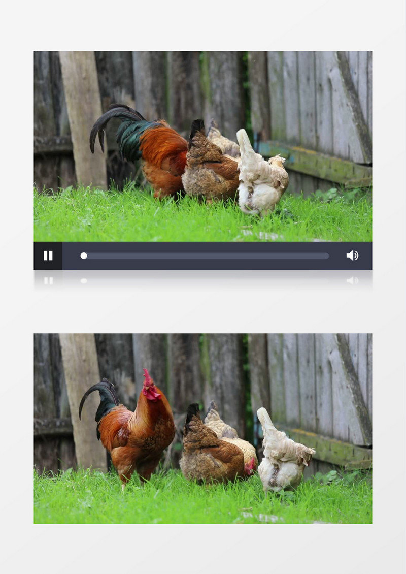一只公鸡带着3只母鸡在草地实拍视频素材