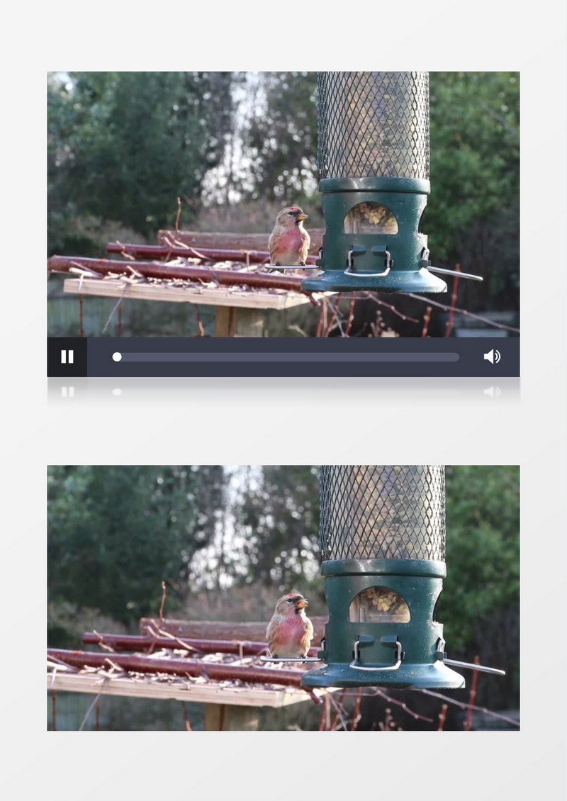 小鸟在投食器吃食物实拍视频素材