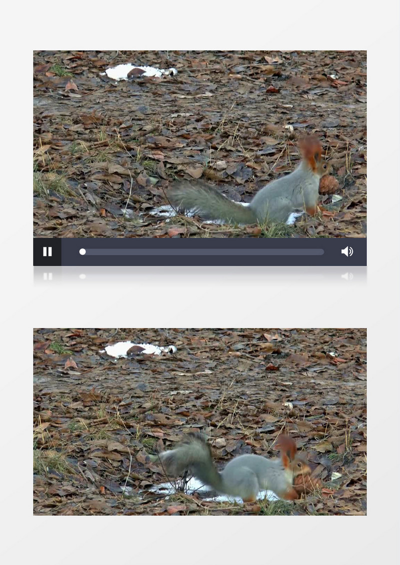 小松鼠在藏松子实拍视频素材