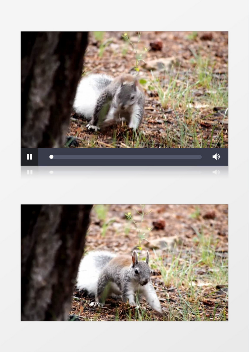 小松鼠在树下埋藏食物实拍视频素材
