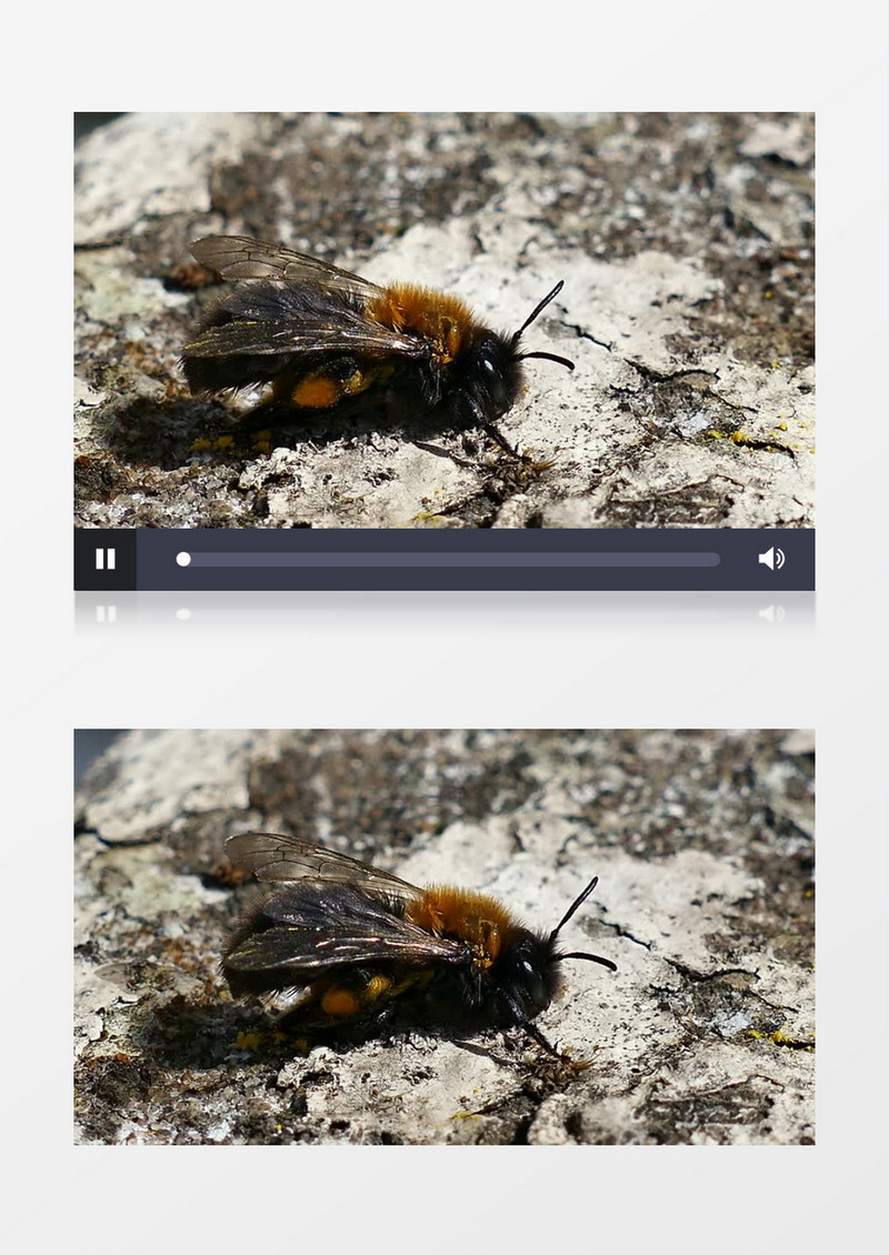 小蜜蜂在产蜂蜜实拍视频素材