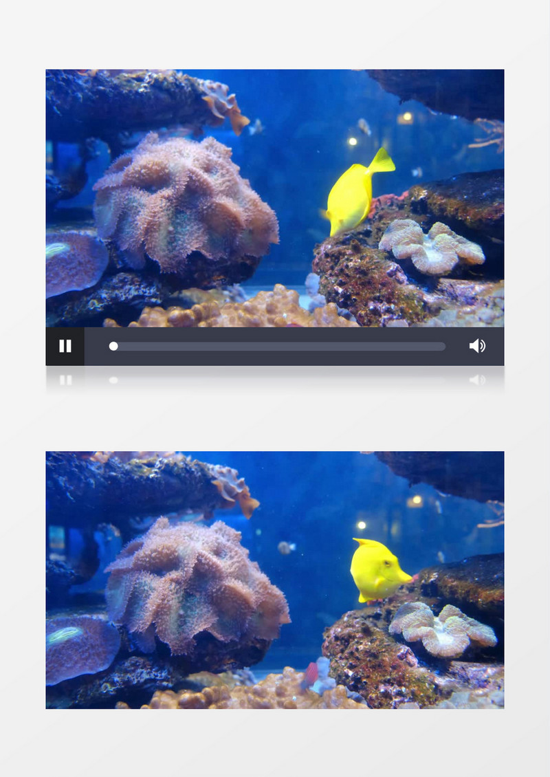 小黄鱼在亲吻海底礁石实拍视频素材