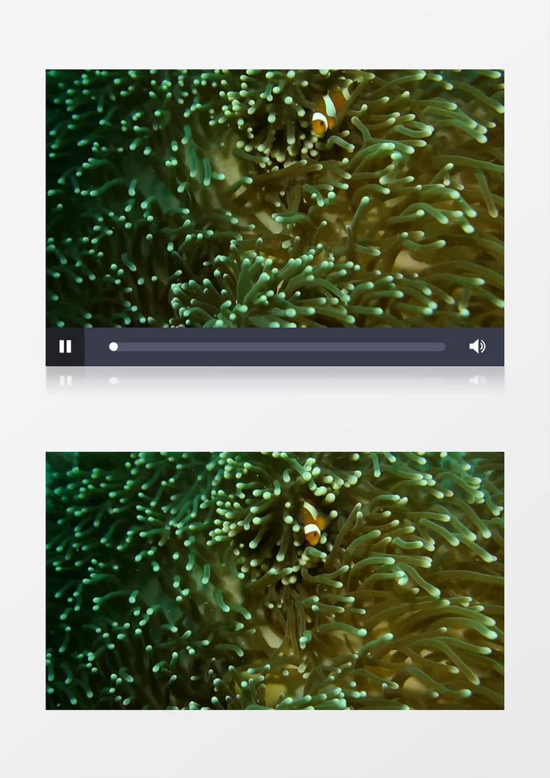 小黄鱼在珊瑚中穿梭实拍视频素材
