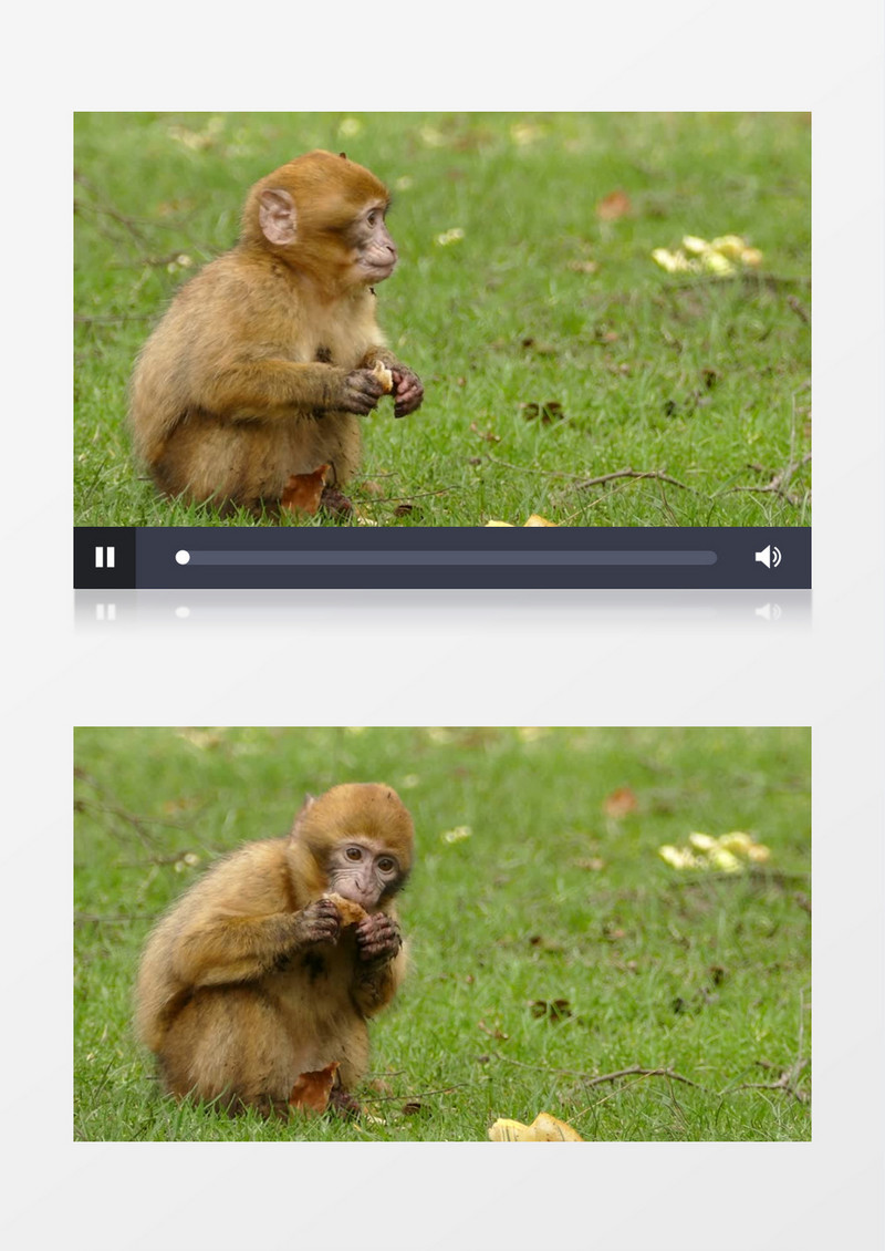 小猴在草地吃苹果实拍视频素材