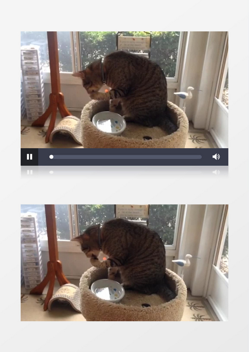 小花猫在窝里洗澡实拍视频素材