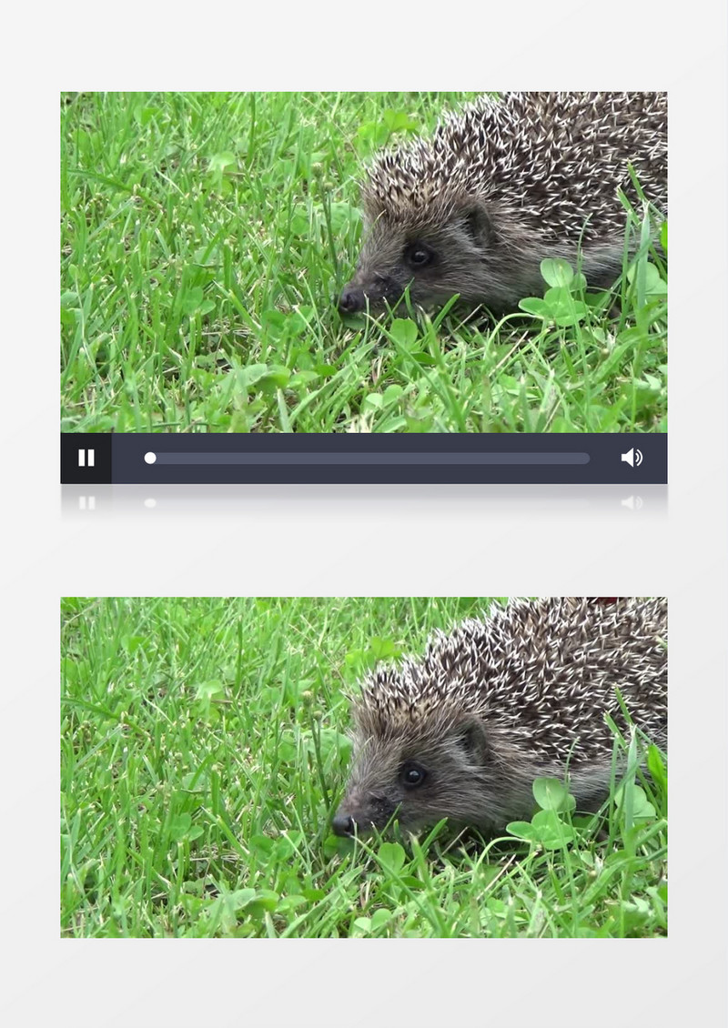 小刺猬在草地上找食实拍视频素材