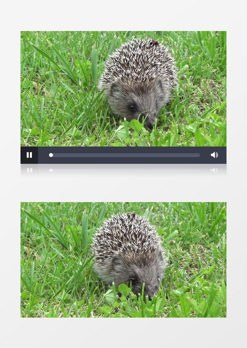 小刺猬在草地上觅食实拍视频素材