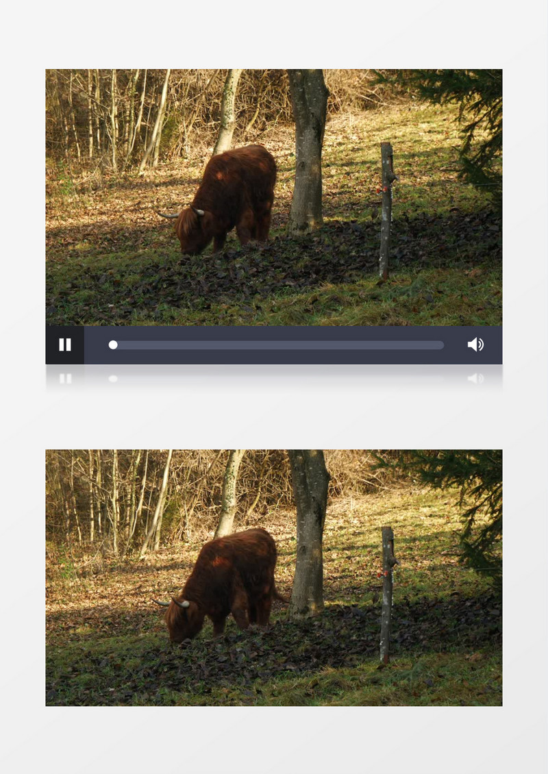 小黄牛在树林里觅食实拍视频素材