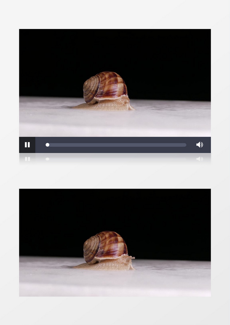 蜗牛的触角慢慢张开实拍视频素材