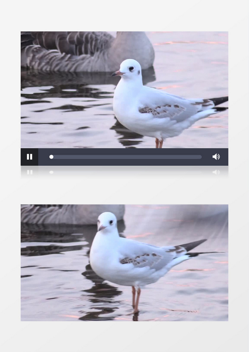 小白鸽站在湖面上实拍视频素材