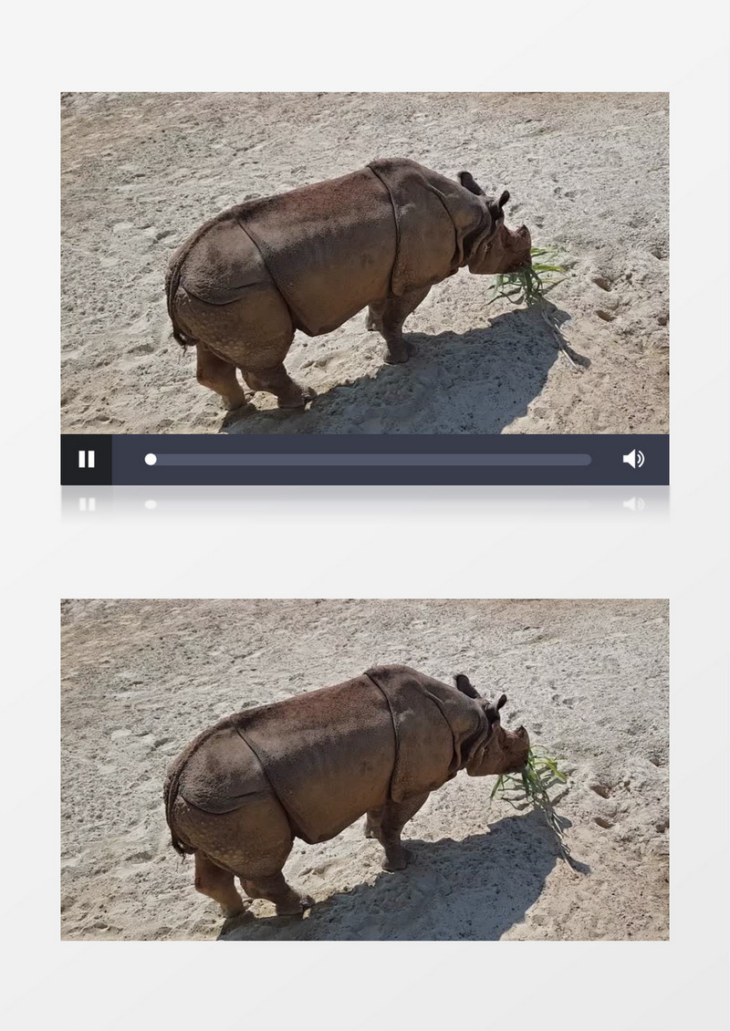 犀牛在沙滩上吃食实拍视频素材