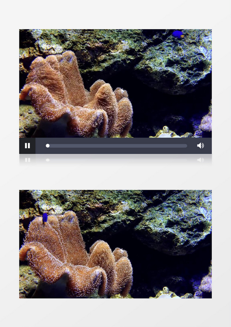 生长在礁石缝中的珊瑚实拍视频素材