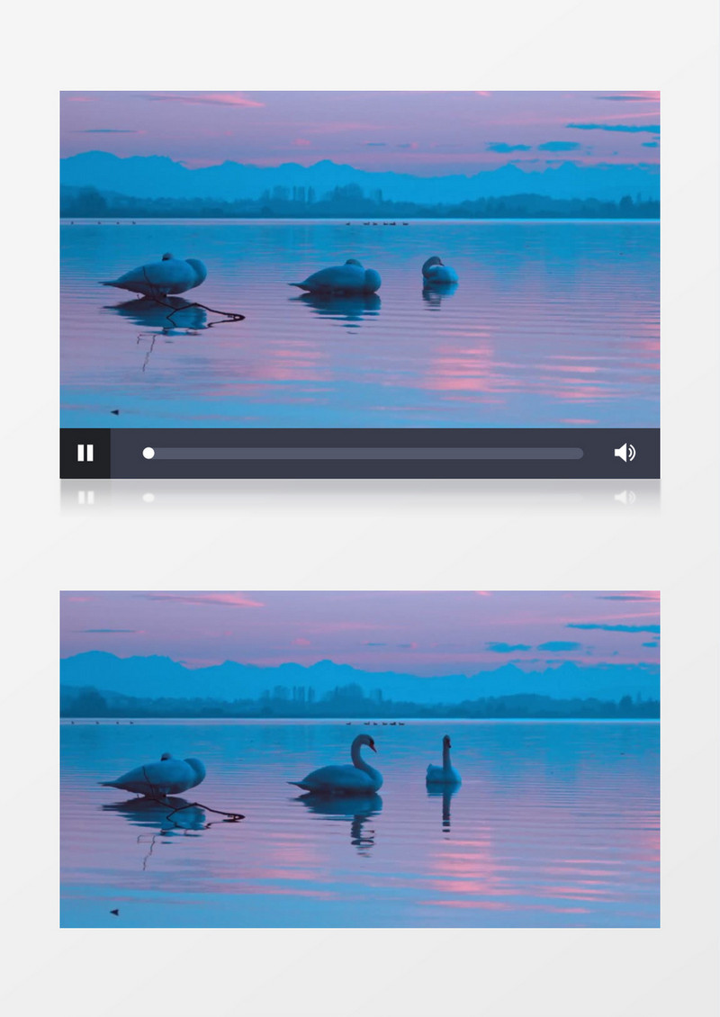 天鹅在湖面上戏耍实拍视频素材