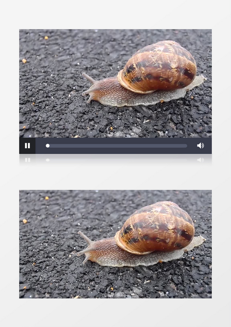 蜗牛在柏油马路上爬行实拍视频素材