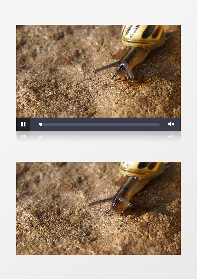 蜗牛在道路上爬行实拍视频素材