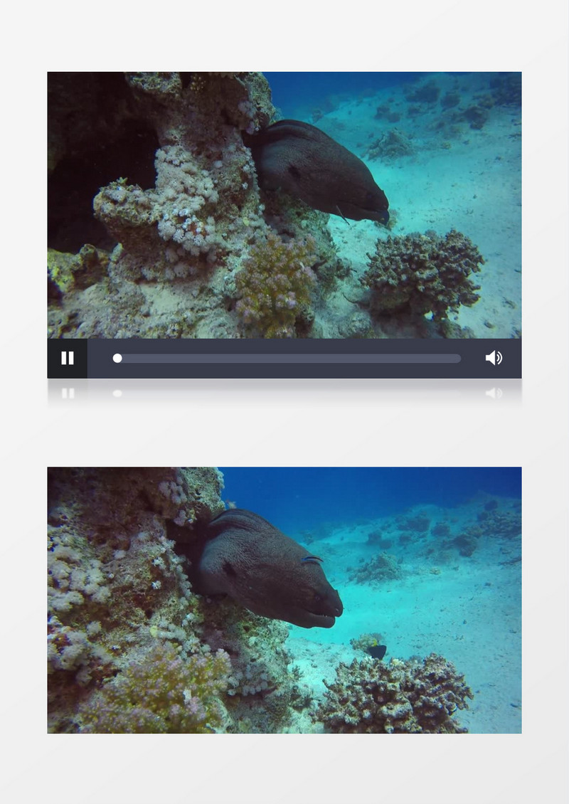 深海被珊瑚困住的动物实拍视频素材