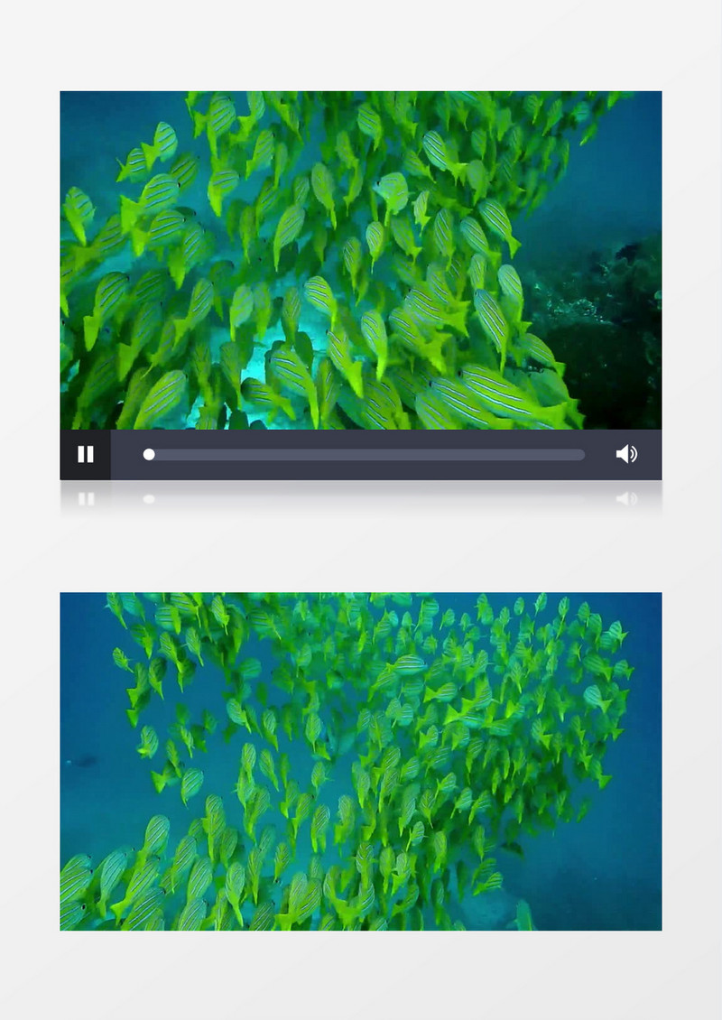 深海一群绿色的小鱼实拍视频素材
