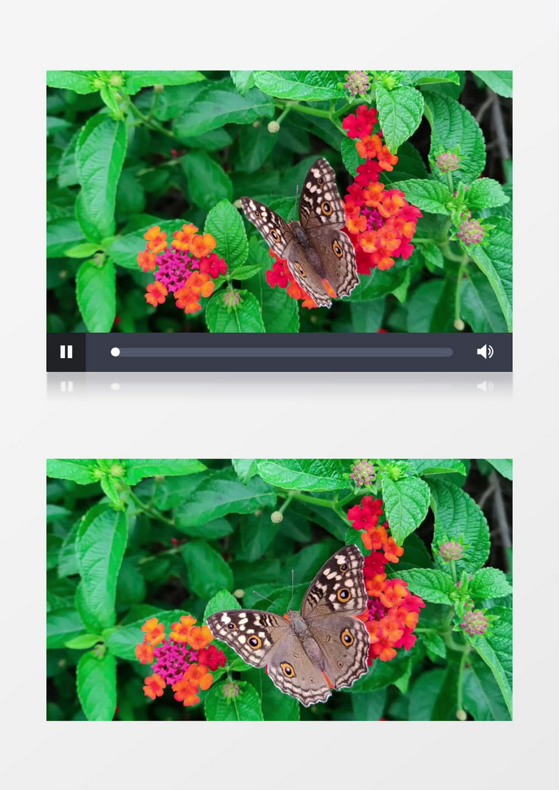 蝴蝶落在花朵上实拍视频素材