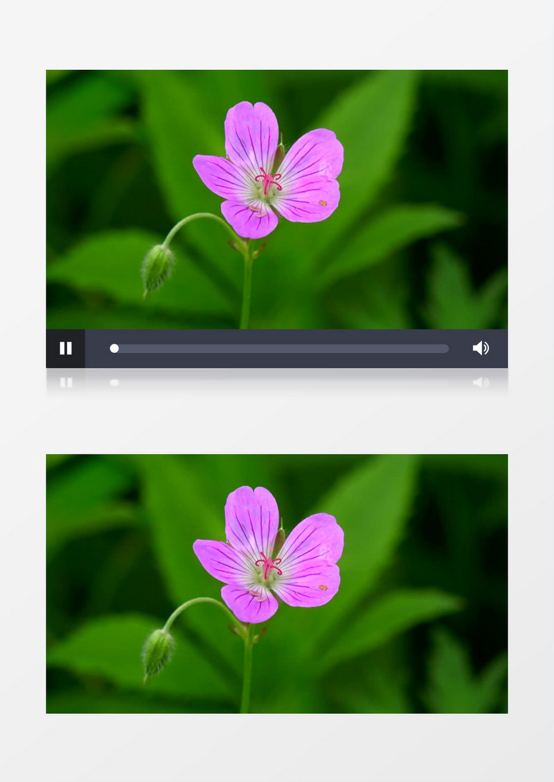 紫色的小花朵绽放实拍视频素材