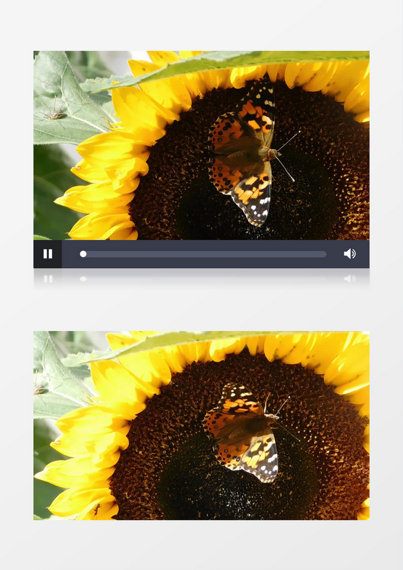 高清实拍蝴蝶落在开放的向日葵上实拍视频素材