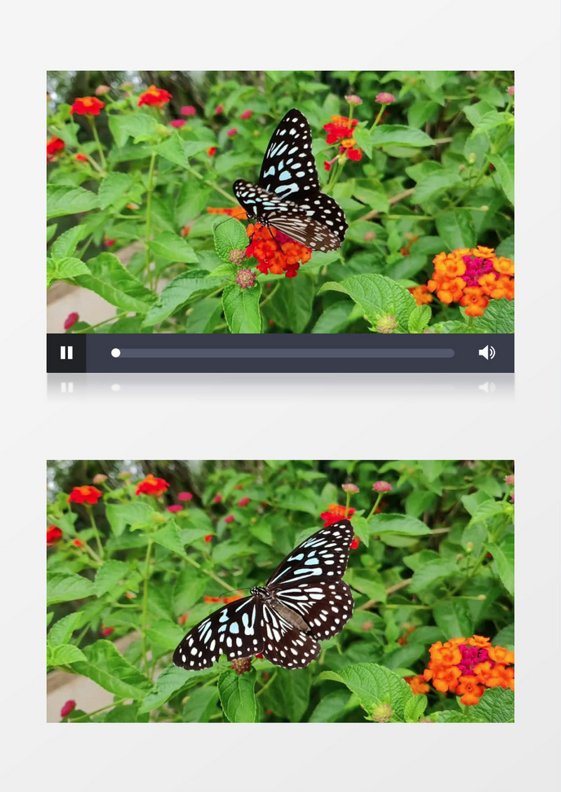 蝴蝶在花上实拍视频素材