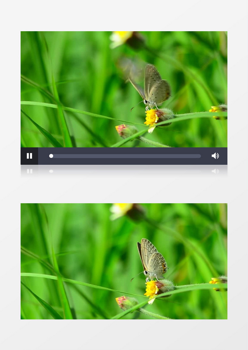 蝴蝶在黄色的花色采花粉实拍视频素材