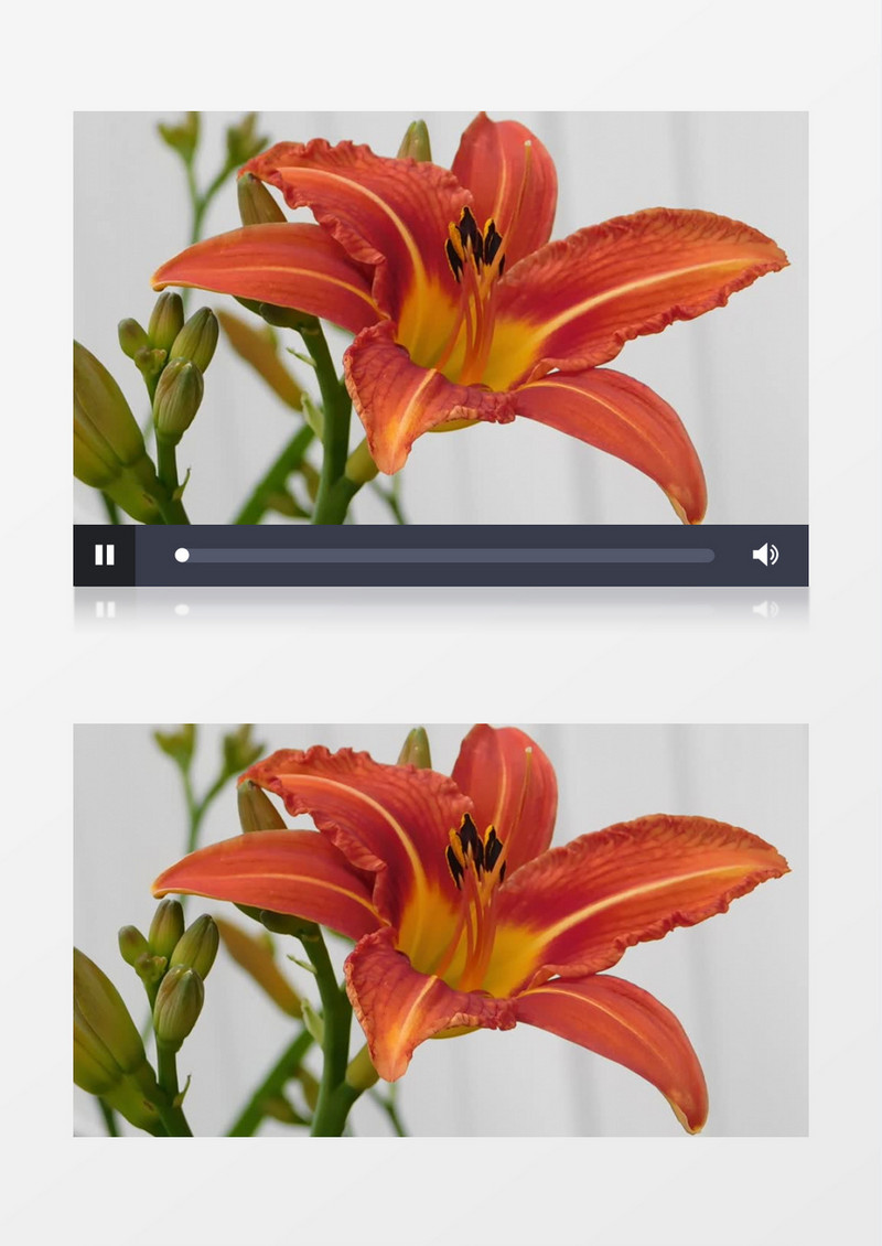 橙色的花朵在开放实拍视频素材