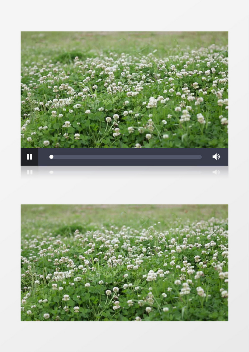 草丛中点点繁星的白色花朵实拍视频素材
