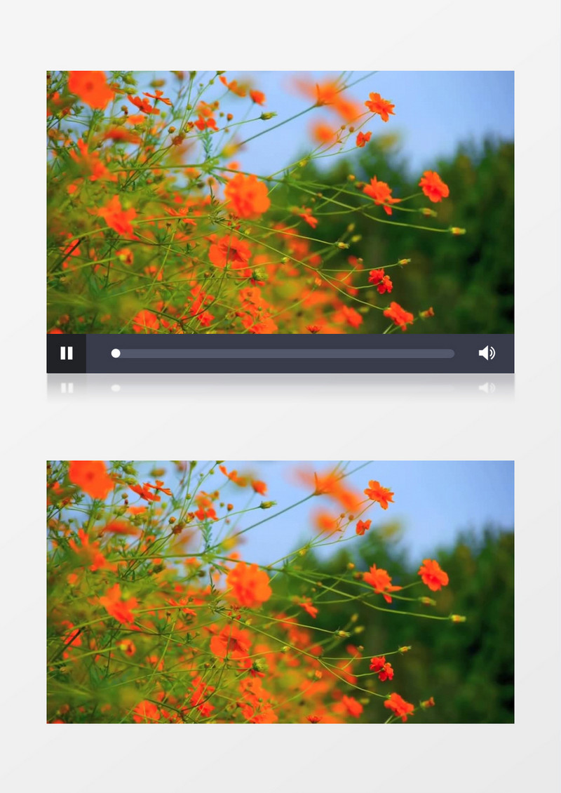 橙色的小花随风浮动实拍视频素材