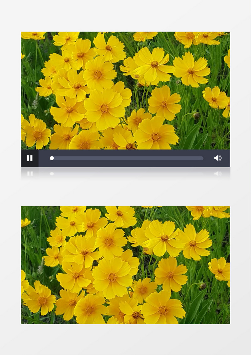 大风季节的黄色花朵实拍视频素材