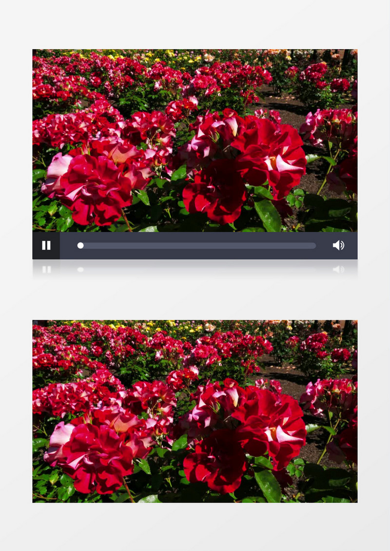 大片的红色花朵实拍视频素材