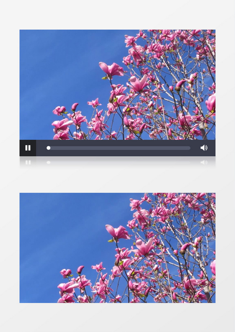 高清实拍蓝天下的粉色花朵实拍视频素材