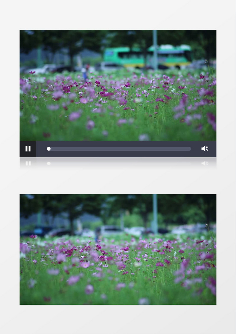 紫色的小花在随风飘动实拍视频素材