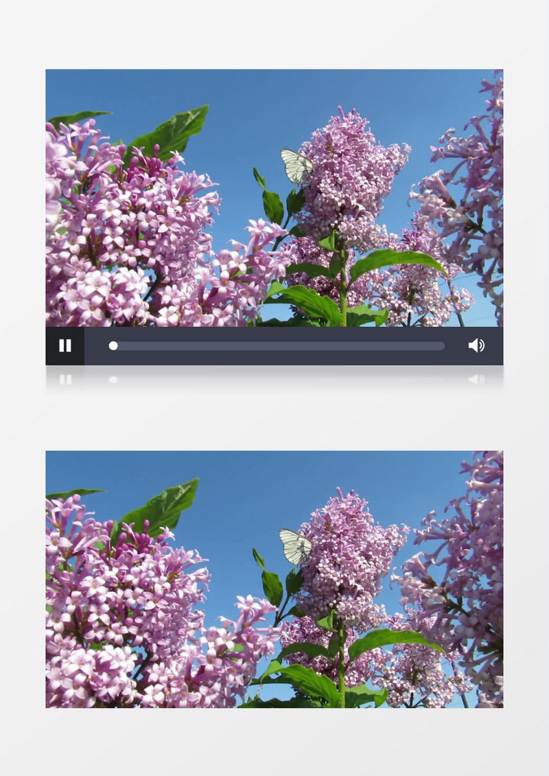 白色的蝴蝶在槐花上实拍视频素材