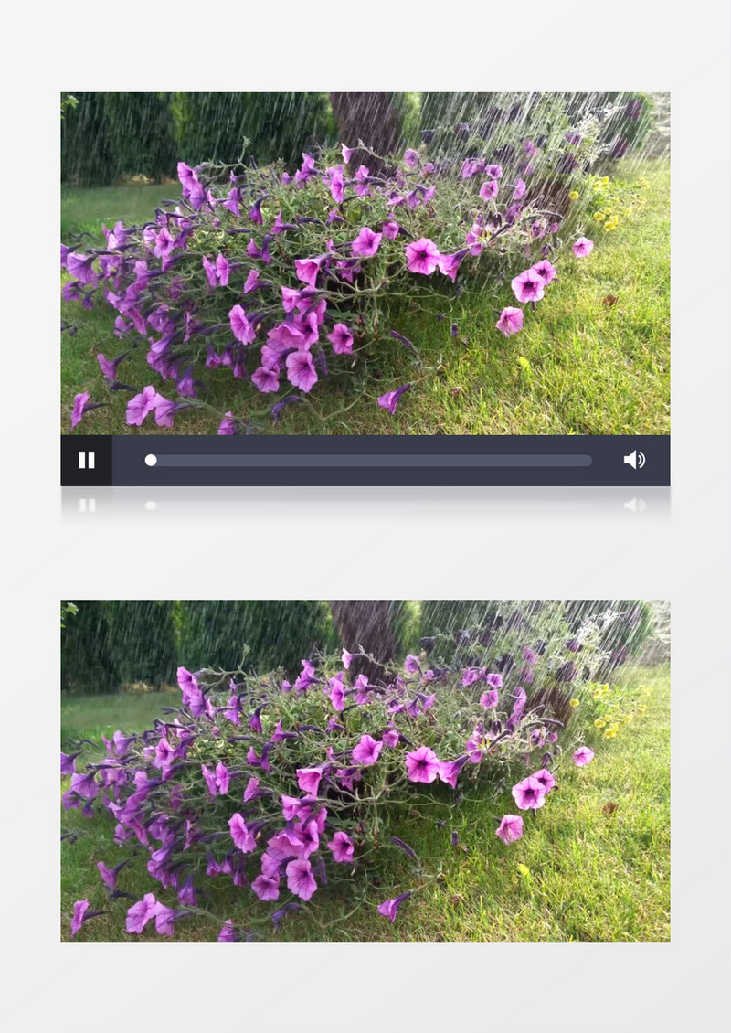 紫色的喇叭花在浇水实拍视频素材