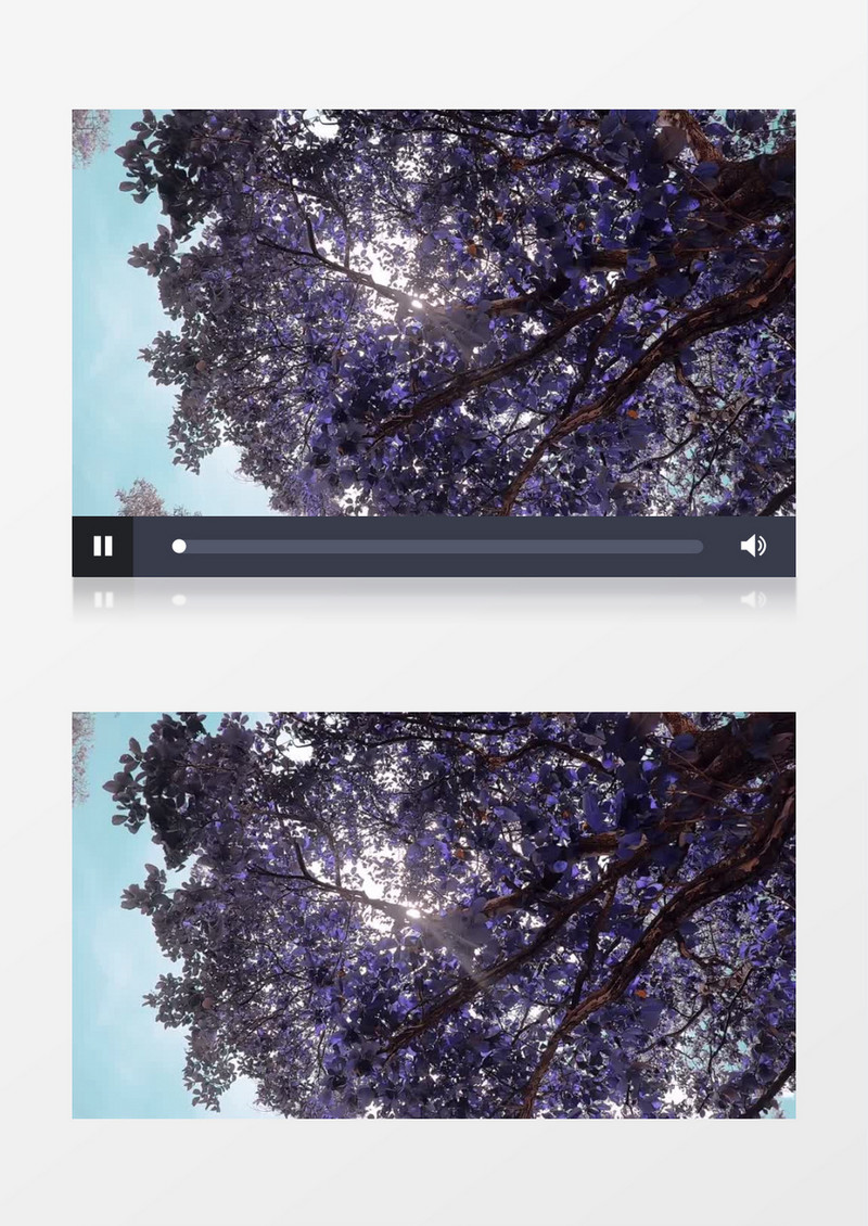 白色和紫色的花树实拍视频素材