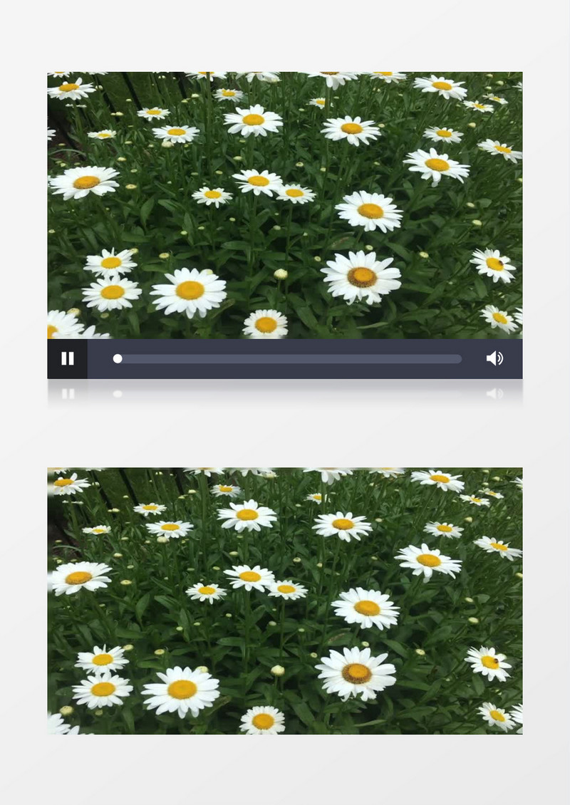 白色小雏菊在随风飘动实拍视频素材