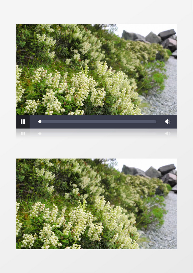 白色的小花簇开放在路边实拍视频素材