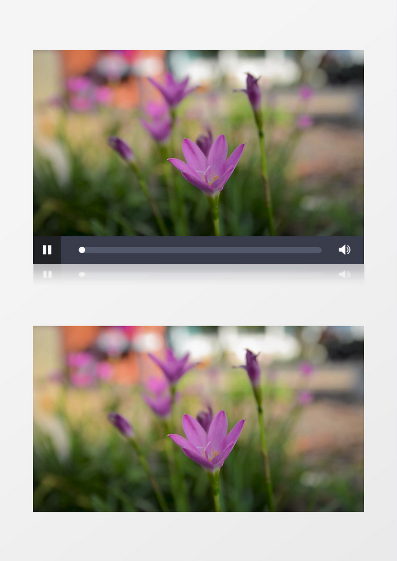 紫色的花朵随风摇摆实拍视频素材
