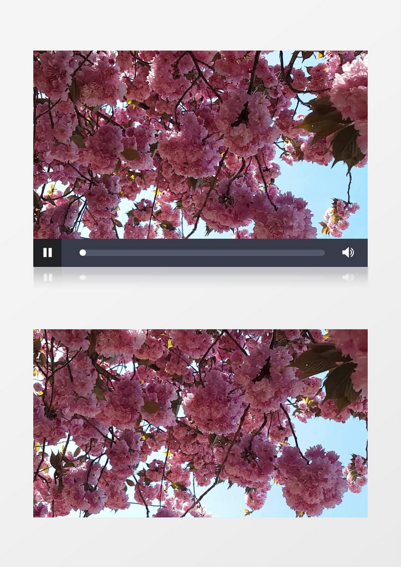 粉红色的花随风摇曳实拍视频素材