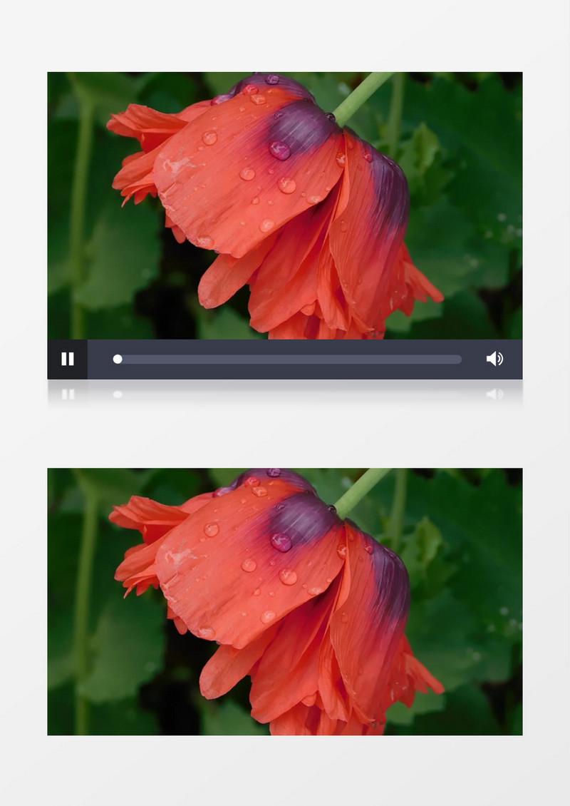 雨后红色的花朵带着点点水滴实拍视频素材