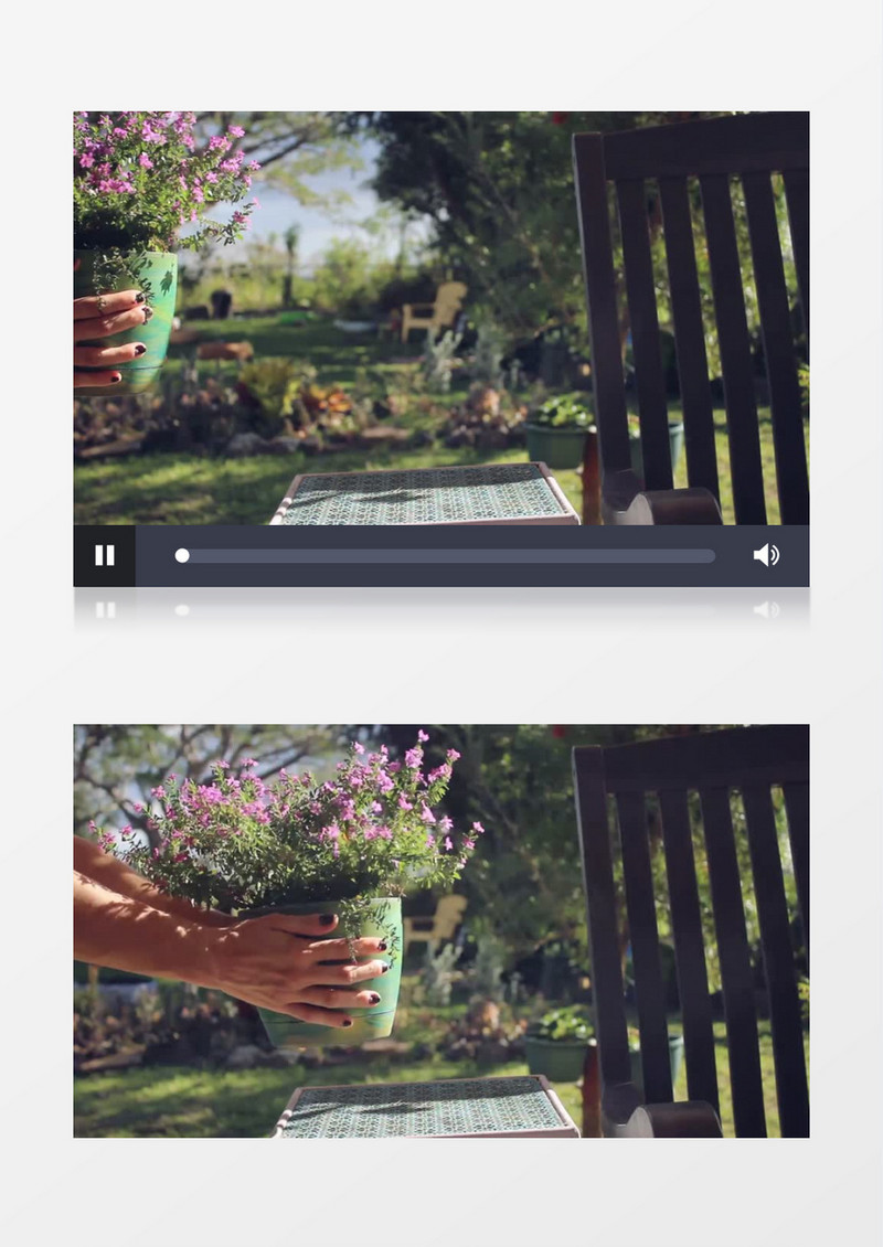 在花盆中的薰衣草实拍视频素材