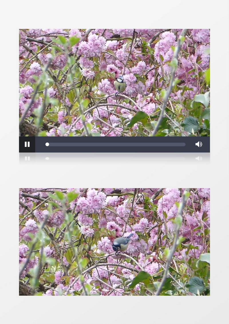 小鸟在粉色的花丛觅食实拍视频素材