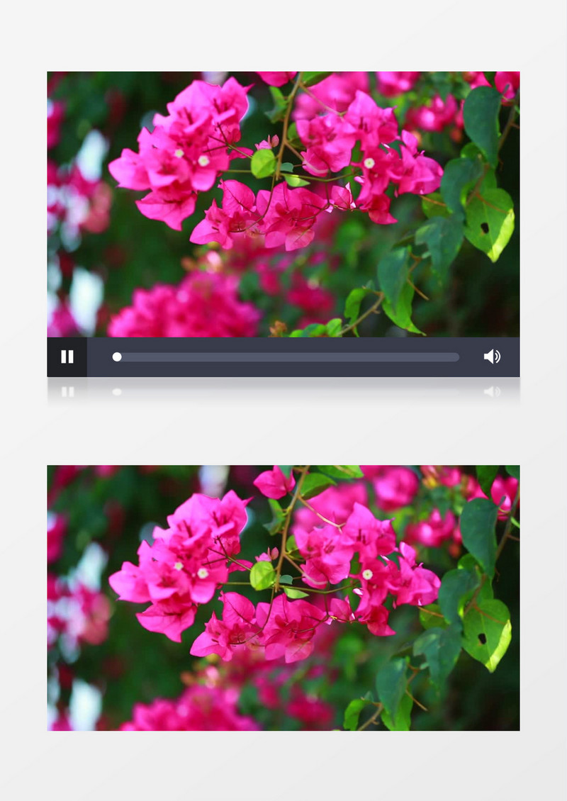 阳光下盛开的粉红色花朵实拍视频素材