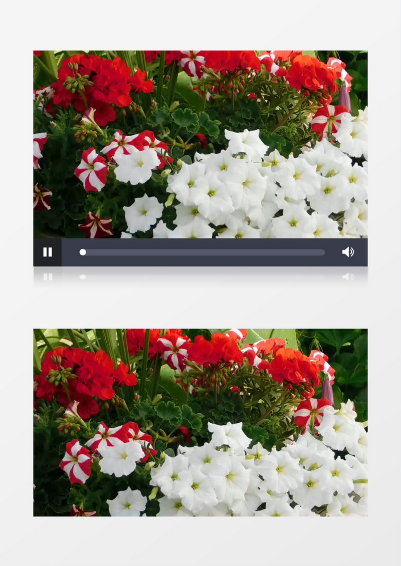 阳光下盛开着白色红色的花朵实拍视频素材