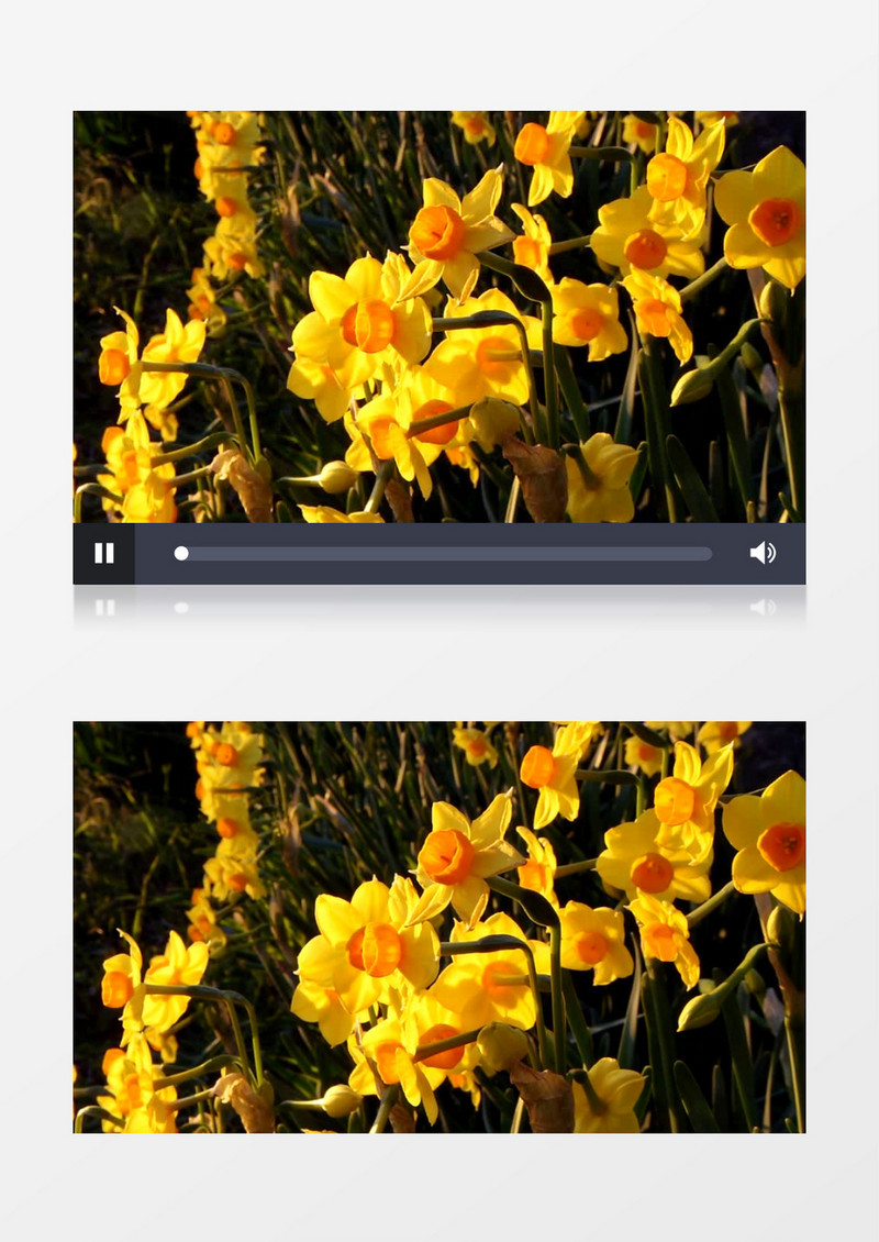 阳光下盛开的黄色花朵实拍视频素材