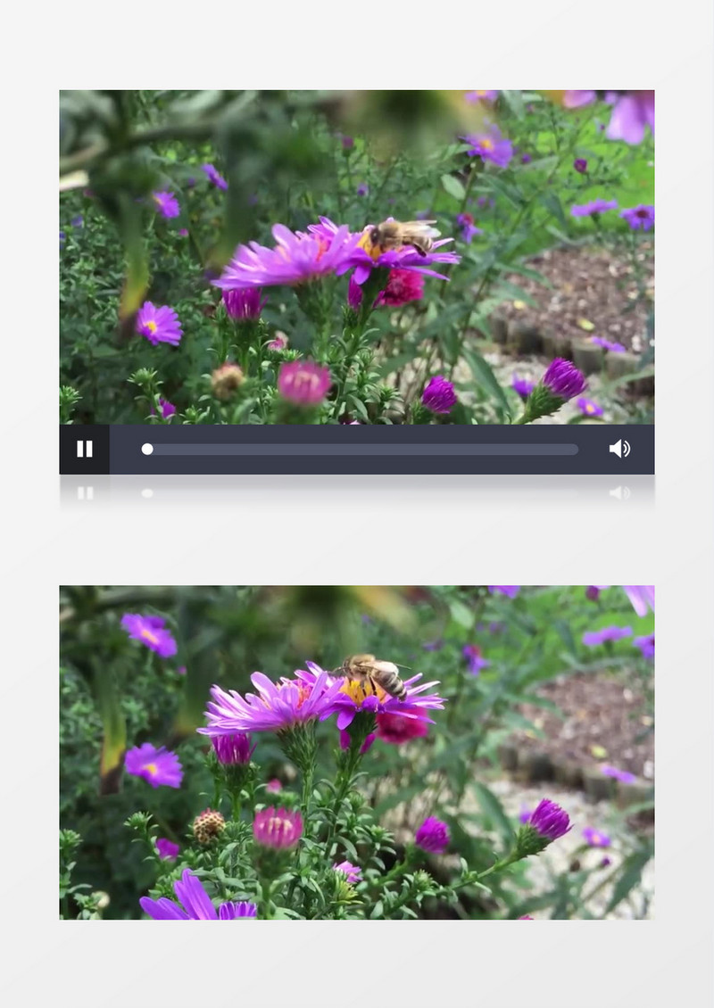 小蜜蜂在紫色的花朵上采蜜实拍视频素材